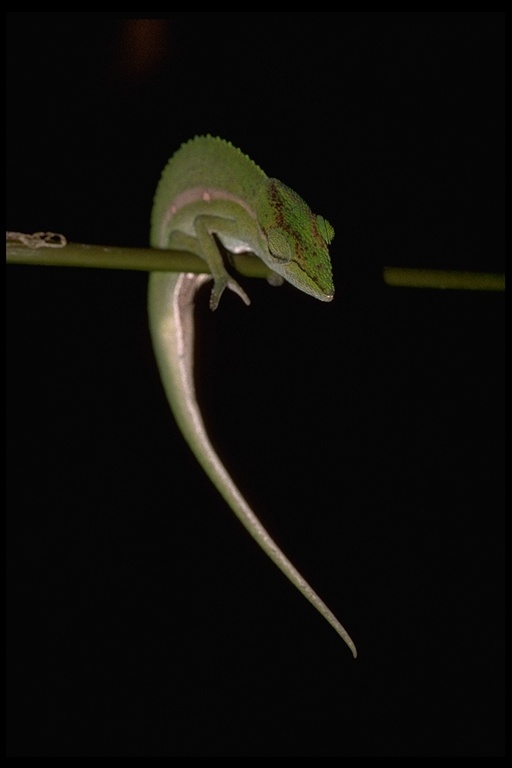 Plancia ëd Calumma gastrotaenia (Boulenger 1888)