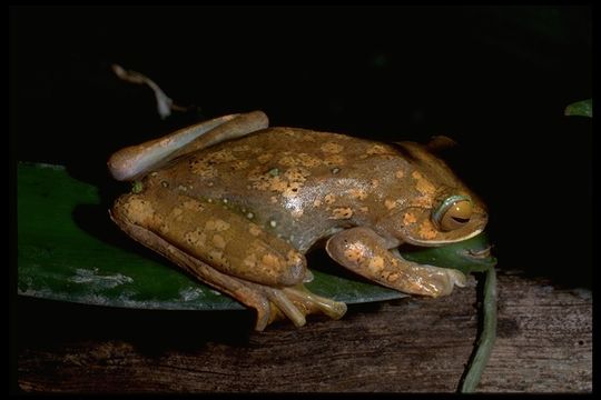 Image of Bright-eyed frog