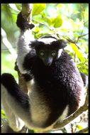 Imagem de Indri indri (Gmelin 1788)