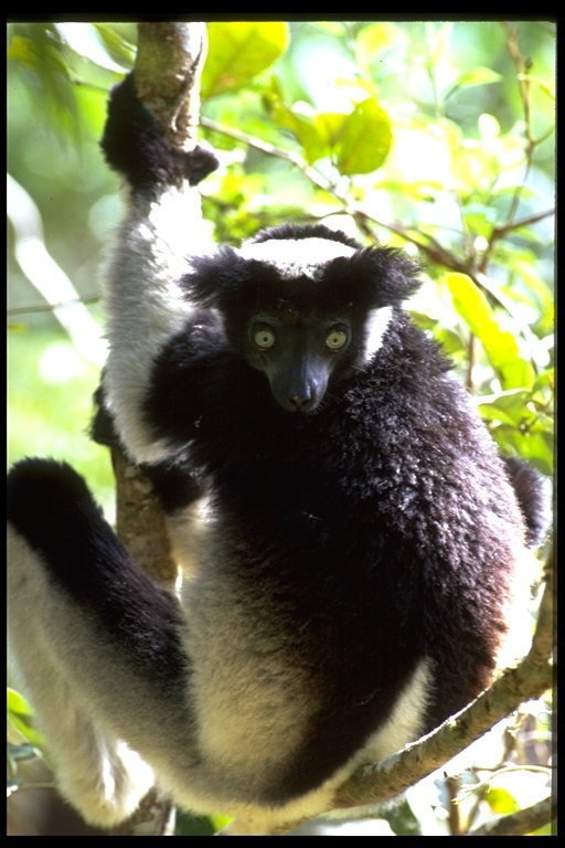 Image of indri