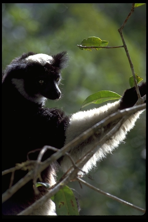 Image de Indri À Queue Courte