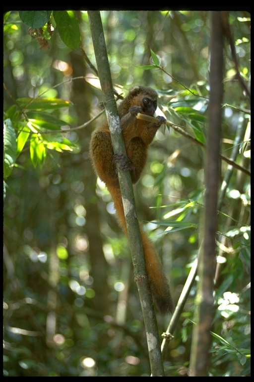 Image of golden bamboo lemur
