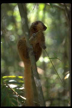 Image of golden bamboo lemur