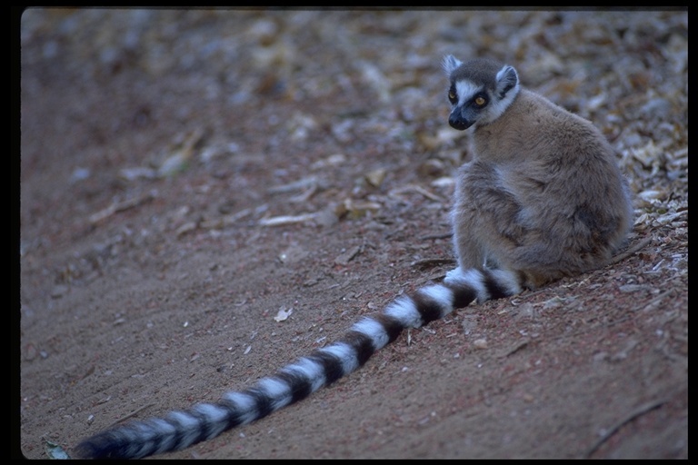 Image of Ring-tailed Lemur