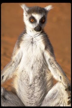 Image of Ring-tailed Lemur