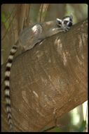 Image of Ring-tailed Lemur