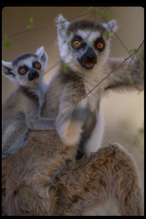 Image of Ring-tailed Lemur