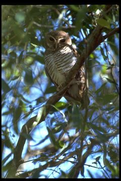 Image of <i>Ninox superciliaris</i>