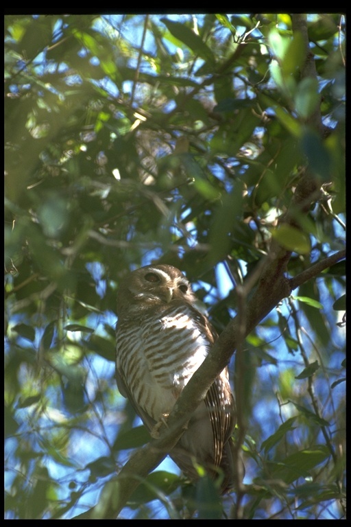 Imagem de <i>Ninox superciliaris</i>