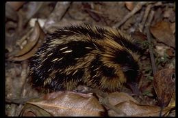 Image of Lowland Streaked Tenrec