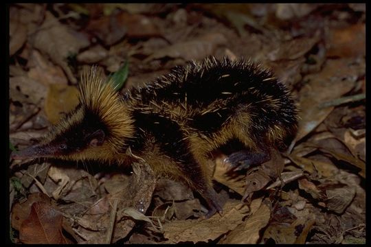 Image of Lowland Streaked Tenrec