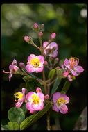 Image of Dichaetanthera oblongifolia Baker