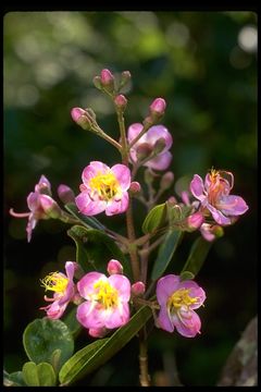 Image of Dichaetanthera oblongifolia Baker