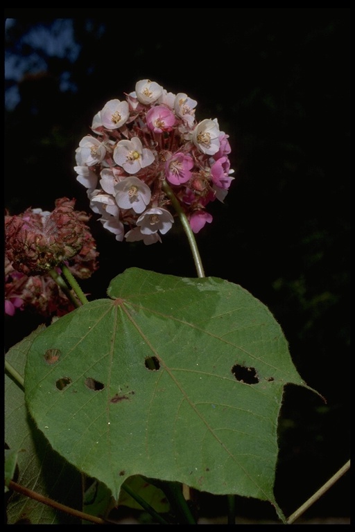 Imagem de Dombeya longipes Baill.