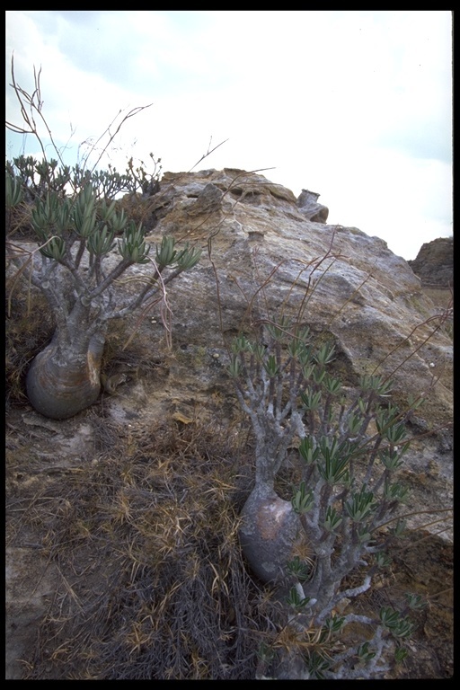 Image of Pachypodium gracilius (H. Perrier) S. H. Y. V. Rapanarivo