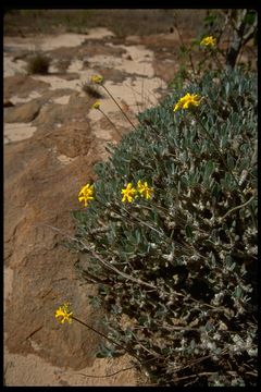 Imagem de Pachypodium gracilius (H. Perrier) S. H. Y. V. Rapanarivo