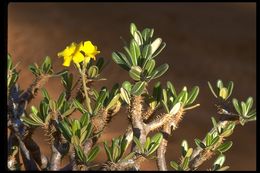 Image of Pachypodium gracilius (H. Perrier) S. H. Y. V. Rapanarivo