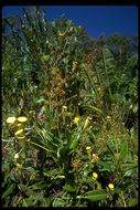 Image of Madagascar pitcher plant