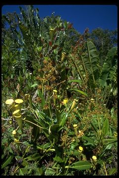 Image of Madagascar pitcher plant