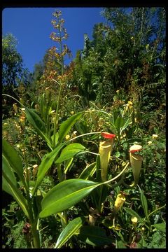 Image of Madagascar pitcher plant