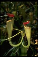 Image of Madagascar pitcher plant