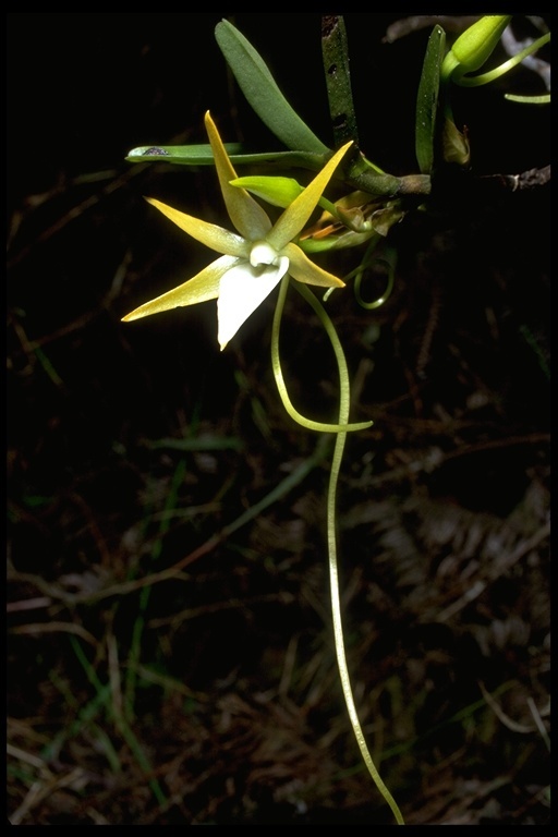 Image de Angraecum