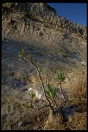 Image of Pachypodium gracilius (H. Perrier) S. H. Y. V. Rapanarivo