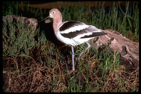 Image of American Avocet