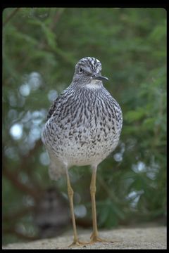 Image of Greater Yellowlegs