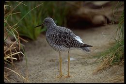 Image of Greater Yellowlegs