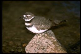 Image of Killdeer