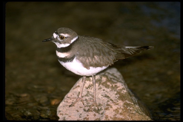 Image of Killdeer