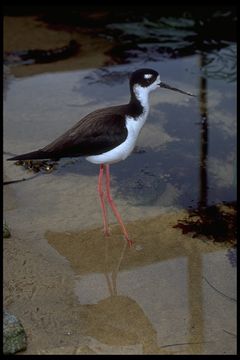 Image of Black-necked Stilt