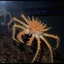 Image of Spiny King Crab