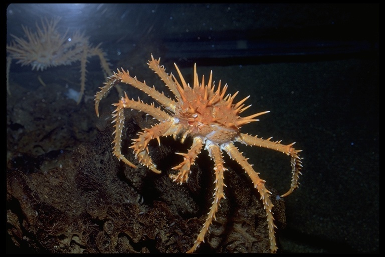 Image of Spiny King Crab