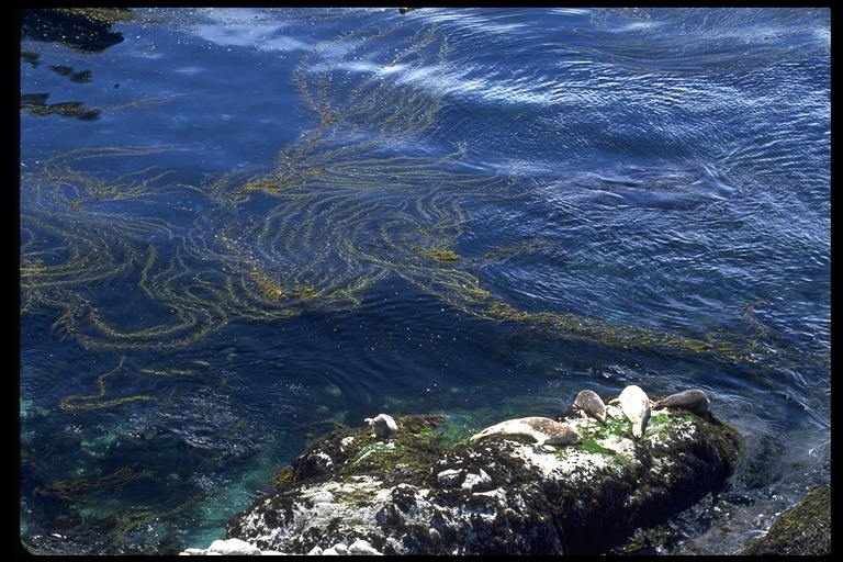 Image of Giant kelp