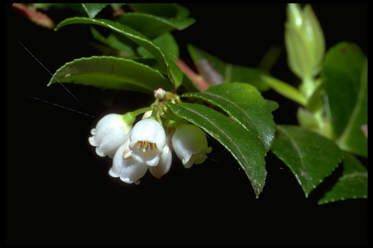 Image of evergreen huckleberry