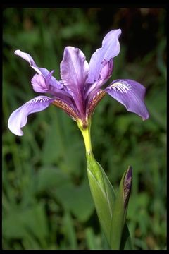 صورة Iris douglasiana Herb.