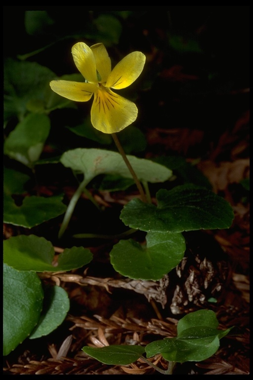 Sivun Viola sempervirens Greene kuva