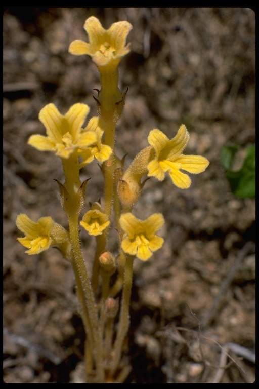 Image of <i>Orobanche fasciculata</i>