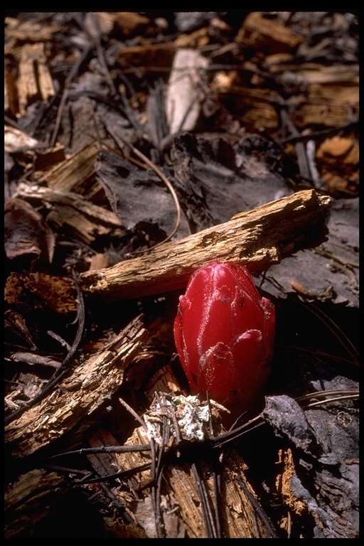 Image of snowplant