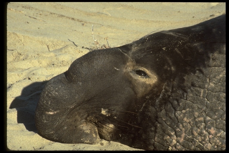 Image de Éléphant de mer du nord