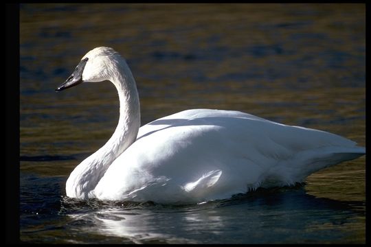 Image of Trumpeter Swan