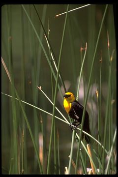 Image of Yellow-headed Blackbird