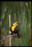 Image of Yellow-headed Blackbird