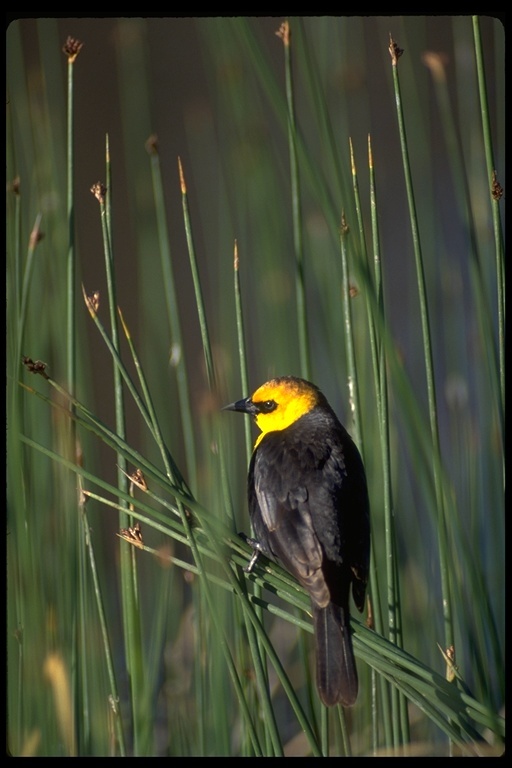 Image of Yellow-headed Blackbird