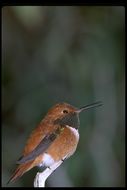 Image of Rufous Hummingbird