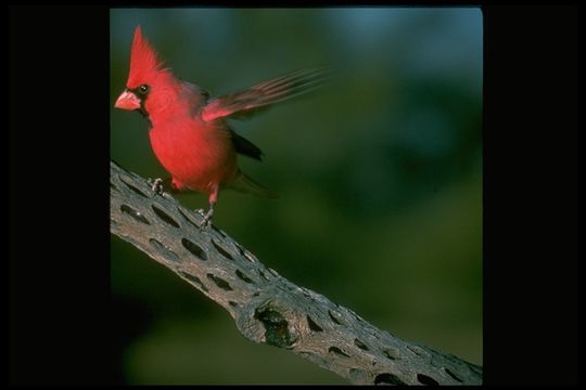 Image of Northern Cardinal