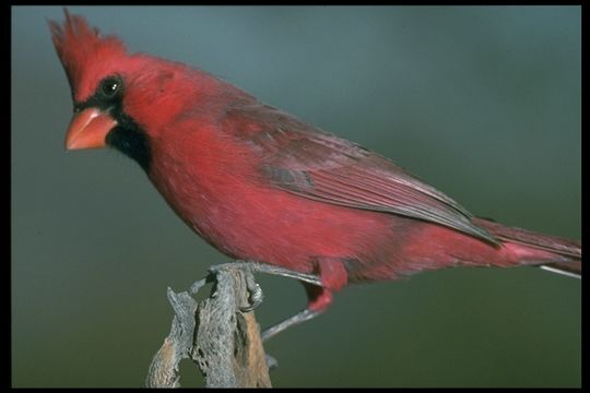 Image of Northern Cardinal