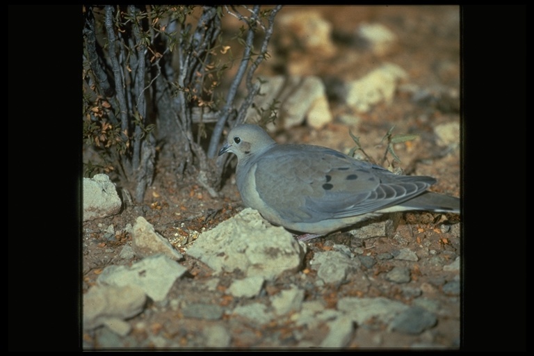 Image of American Mourning Dove